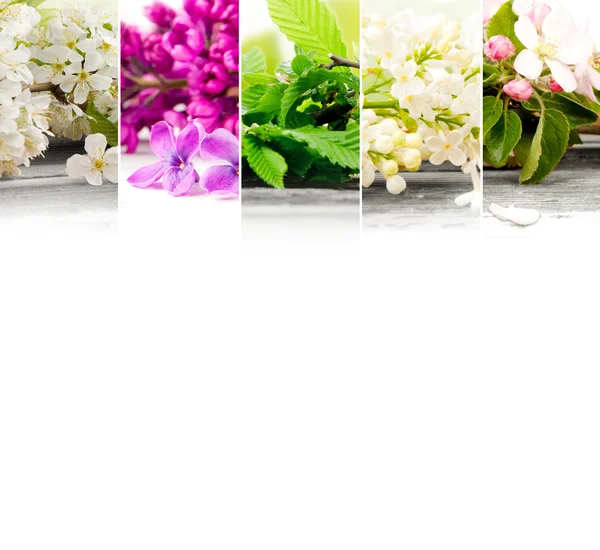 Våren blommar Mix — Stockfoto
