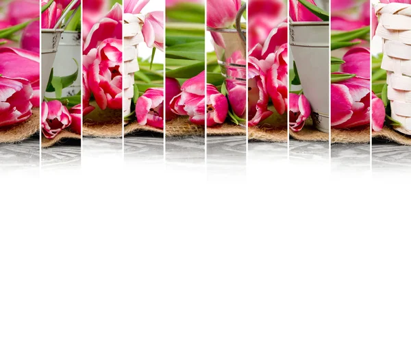 Tulip Bloom Mix — Stock Photo, Image