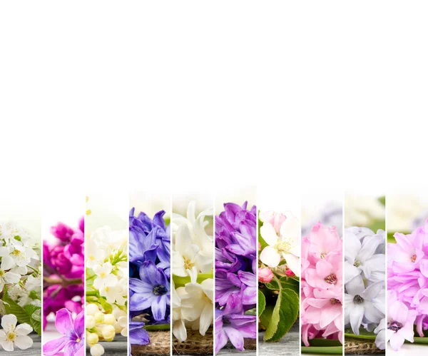 Primavera Bloom Mix — Fotografia de Stock