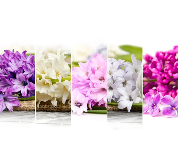 Spring Bloom Mix — Stock Photo, Image