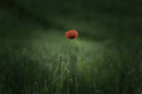 Vignetted Summer Poppy Flower — Stock Photo, Image