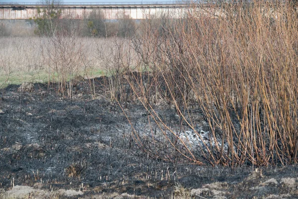 İlkbaharda kuru cam yangınlarının sonuçları