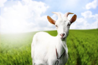 Gorgeous goat. clipart
