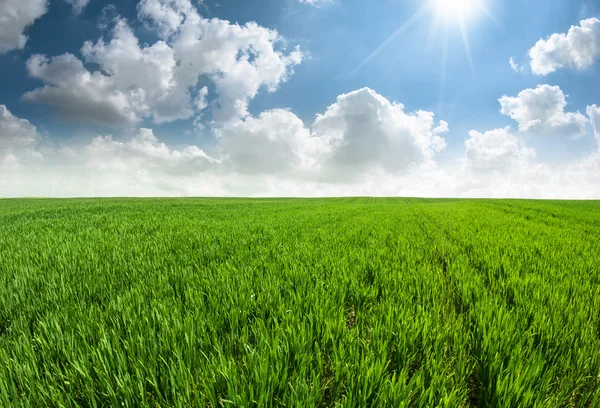 Fresh grass field Stock Photo