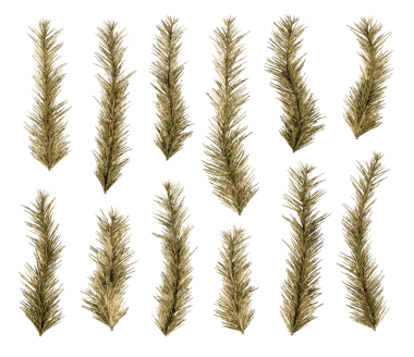 Donmuş Çam Dalları Kış Yeşili Dekorasyon Paketini İzole Etti