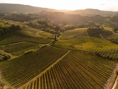Gün batımının ılık parıltısının altında yemyeşil yuvarlanan tarlaları olan bir üzüm bağının havadan görünüşü. İtalya Toskana