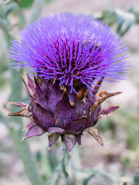 Cynara cardunculus çiçek