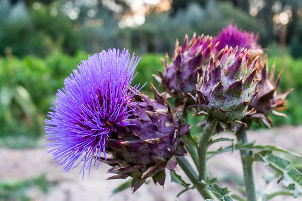 Cynara cardunculus flowers in an orchard — Stock Photo, Image