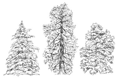 Ağaçlar, meşe, huş, köknar, çam. Robot resim koleksiyonu