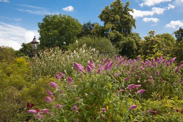 UK - JULY 29, 2014: Hyde park — Stock Photo, Image