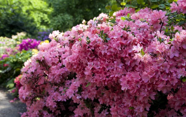 Old English park in bloom, south of London — Stock Photo, Image