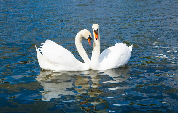 Svanar i Hyde park lake — Stockfoto