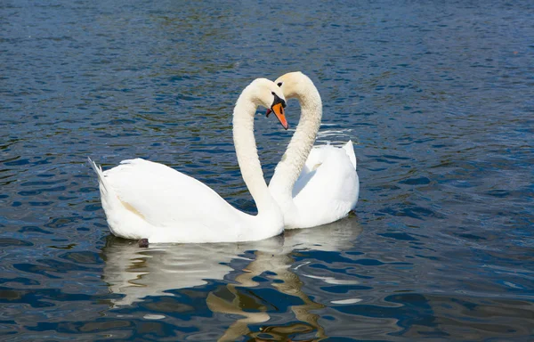 Swans in Hyde park lake — Stock Photo, Image