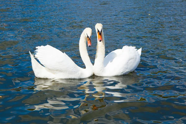 Zwanen in hyde park — Stockfoto