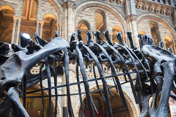 National History Museum,  is one of the most favourite museum for families in London. — Stock Photo, Image