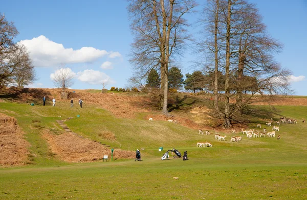 英国，苏塞克斯-2015 年 4 月 11 日: Knole 当地的高尔夫俱乐部. — 图库照片