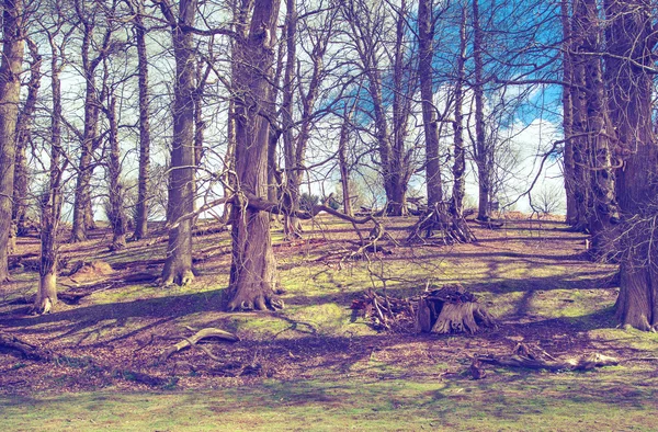 Forêt de printemps anglaise — Photo