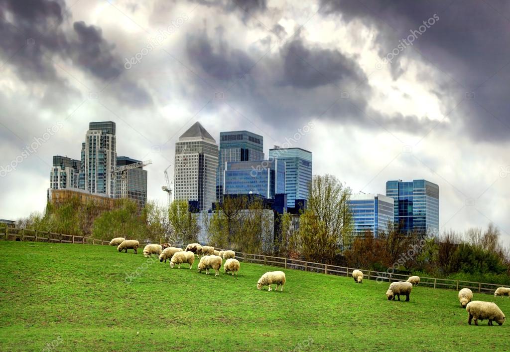 Canary Wharf view from the local farm. London