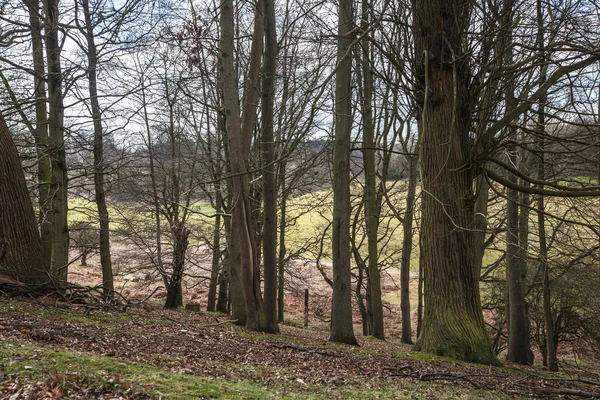 Paesaggio inglese, foresta e campi in primavera. Sussex — Foto Stock