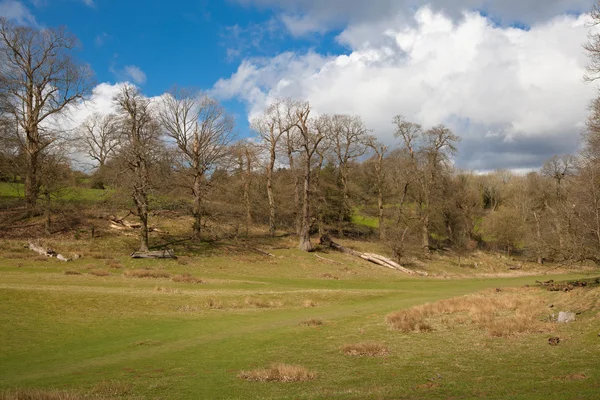 Paesaggio inglese, foresta e campi in primavera. Sussex — Foto Stock