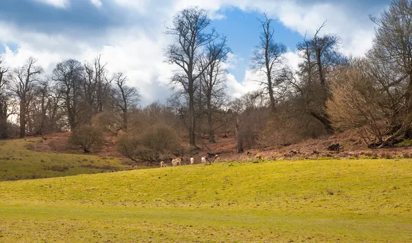 Paesaggio inglese, foresta e campi in primavera. Sussex — Foto Stock