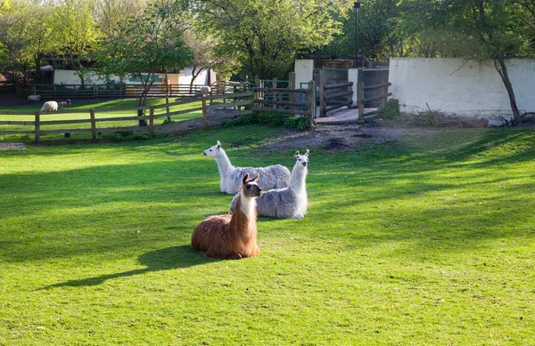 Lamas in Docklands farm, London — Stock Photo, Image