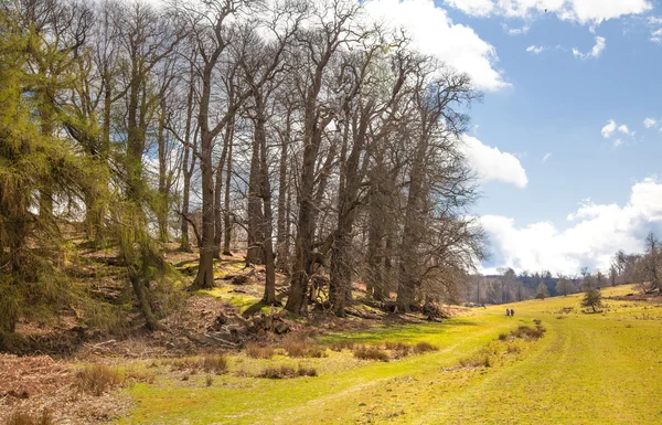 English nature. Park in Sussex spring time — Stock Photo, Image