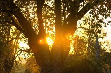 Gece şehir ışıkları yansımaları dolu arka plan bulanık. Tasarımcının projeler için şablon