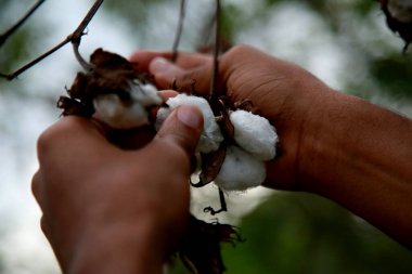 Mata de Sao Joao, Bahia / Brezilya - 18 Ekim 2020: Mata de Sao Joao şehrinin kırsal kesimindeki bir çiftlikte pamuk yetiştirme.