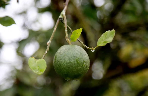 Mata Sao Joao Bahia Brasil Octubre 2020 Plantación Naranjas Una —  Fotos de Stock