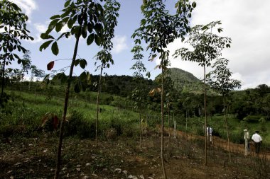 itamaraju, bahia / brrazil - 9 Temmuz 2009: Itamaraju şehrinde kauçuk ağaç fidelerinin fidanlığı görülüyor.