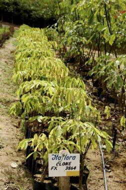 itamaraju, bahia / brrazil - 9 Temmuz 2009: Itamaraju şehrinde kauçuk ağaç fidelerinin fidanlığı görülüyor.