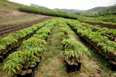 itamaraju, bahia / brazil - july 9, 2009: nursery of rubber tree seedlings is seen in the city of Itamaraju. clipart