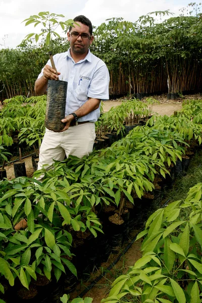 Itamaraju Bahia Brazil Juli 2009 Plantskola Gummiplantor Ses Staden Itamaraju — Stockfoto