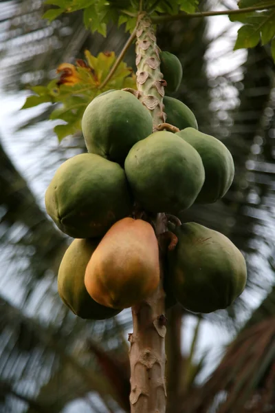 Mata Sao Joao Bahia Brazil Oktober 2020 Papaya Fruktplantage Gård — Stockfoto