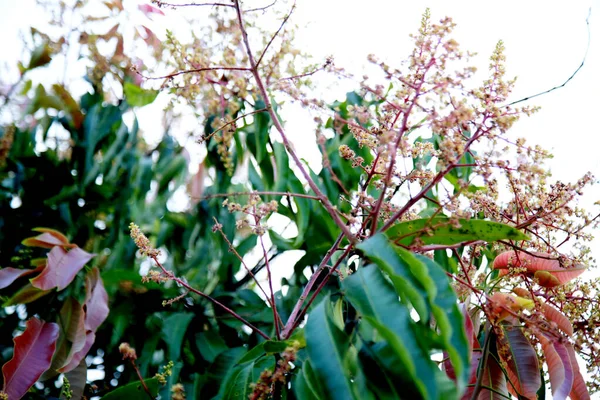 Mata Sao Joao Bahia Brazil October 2020 Mango Tree Flowers — стоковое фото