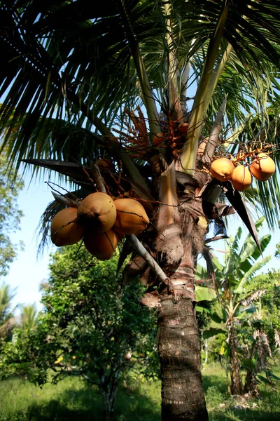 Mata Sao Joao Bahia Brazil Oktober 2020 Kokosboom Zien Een — Stockfoto