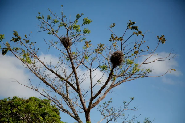 Mata Sao Joao Bahia Brazil October 2020 Tree Nests Birds — стоковое фото