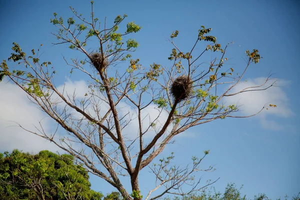 Mata Sao Joao Bahia Brazil October 2020 Tree Nests Birds — стоковое фото