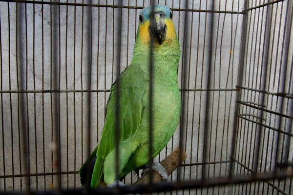 Porto Seguro Bahia Brazil February 2008 Parrot Seen Treatment Center — Stock Photo, Image