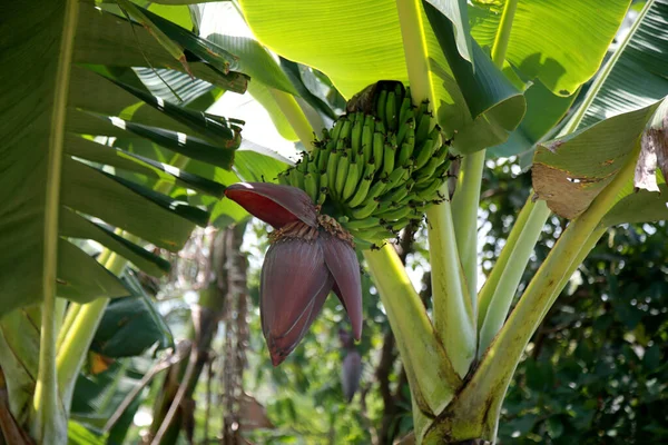 Mata Sao Joao Bahia Brésil Octobre 2020 Plantation Bananiers Dans — Photo