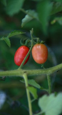 Mata de Sao Joao, Bahia / Brezilya - 3 Kasım 2020: Mata de Sao Joao şehrinin kırsal kesimindeki bir çiftliğe domates ekme.