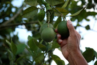 Mata de Sao Joao, Bahia / Brezilya - 3 Kasım 2020: Mata de Sao Joao şehrinin kırsal kesiminde bir meyve çiftliği..