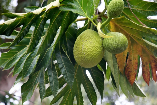 Mata Sao Joao Bahia Brasil Noviembre 2020 Artocarpus Altilis También —  Fotos de Stock