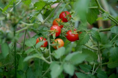 Mata de Sao Joao, Bahia / Brezilya - 4 Kasım 2020: Mata de Sao Joao şehrinin kırsal kesimindeki bir çiftliğe vişne domatesleri ekme. * * * Yerel altyazı * *