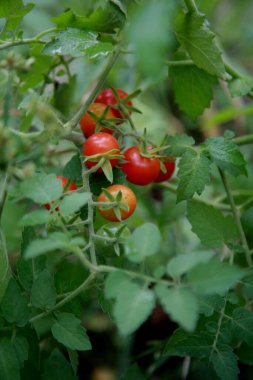 Mata de Sao Joao, Bahia / Brezilya - 4 Kasım 2020: Mata de Sao Joao şehrinin kırsal kesimindeki bir çiftliğe vişne domatesleri ekme. * * * Yerel altyazı * *