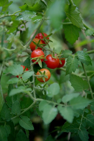 Mata de Sao Joao, Bahia / Brezilya - 4 Kasım 2020: Mata de Sao Joao şehrinin kırsal kesimindeki bir çiftliğe vişne domatesleri ekme. * * * Yerel altyazı * *