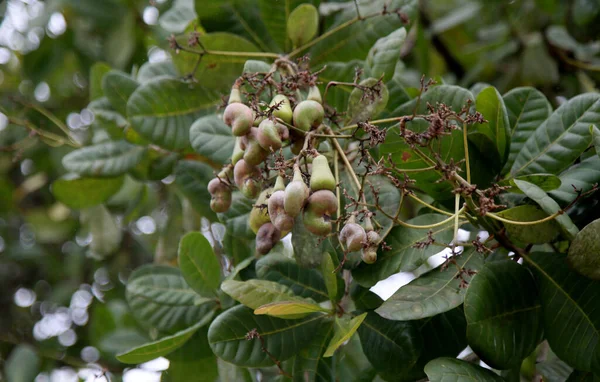 Mata Sao Joao Bahia Brazil November 2020 Cashew Fruit Growing — Stock Photo, Image