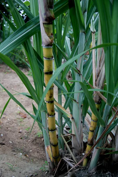 Mata Sao Joao Bahia Brazil November 2020 Suikerriet Planten Een — Stockfoto