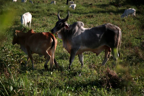 Mata Sao Joao Bahia Brasilien November 2020 Kühe Und Stiere — Stockfoto